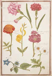 Deux œillets, souci français, genêt d